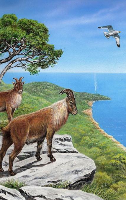 Conférence de Bertrand ROUSSEL, Les paléos à la plage | Vendredi 17 avril à 18h30